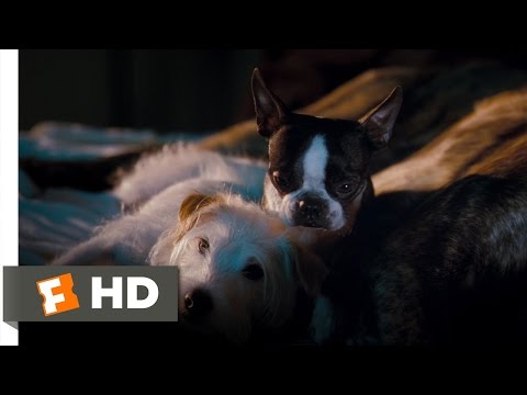 Hotel for Dogs (4/10) Movie CLIP – Better Here Than the Pound (2009) HD
