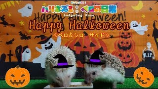 【ハリネズミ】ハロウィンの日は・・・ご飯です＜ペロ＆シロサイド＞