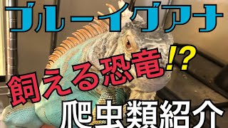 『爬虫類紹介』ブルーイグアナ 編　飼える恐竜