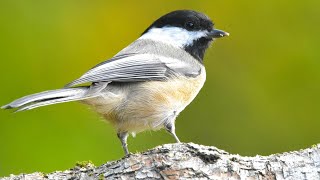 Black Capped Chickadee Calls | Black Capped Chickadee Song | Black Capped Chickadee