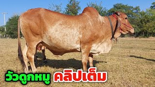 คอกพ่อสิทธิ์ [คลิปเต็มไม่ตัดต่อ] โทร 092-4345192 บ.โนนแต้ ต.ท่าสองคอน อ.เมือง จ.มหาสารคาม