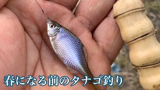 [タナゴ釣り]春になる前にタナゴ釣り[ヤマハメイト90D]