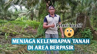 Cara merawat kebun sawit di area berpasir