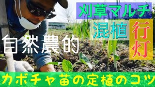 カボチャ定植のポイントと畑･夏野菜苗の様子【農業記録】2019年4月15日農チューバー