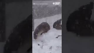 Otters frolic in fresh winter snow