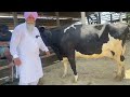 before buying milking cows what things we have to see aulakh diary farm rampura phul bathinda