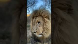 Barbary Lion | Lion Videos | Art of Animals