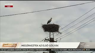 Napindító - Megérkeztek az első gólyák - HÍR TV