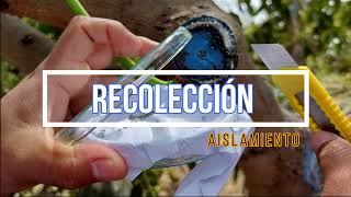 Recolección, aislamiento y propagación de 𝐿𝑎𝑠𝑖𝑜𝑑𝑖𝑝𝑙𝑜𝑑𝑖𝑎 𝑡𝘩𝑒𝑜𝑏𝑟𝑜𝑚𝑎𝑒