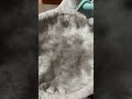 I Used The Furminator On My Cat tiktok scottishfold mama