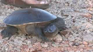 Northern Snake necked Turtle - Chelodina rugosa