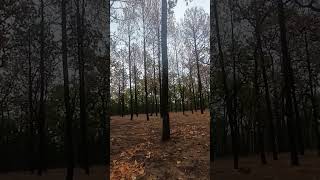 Pine Forest | Netarhat | Jharkhand