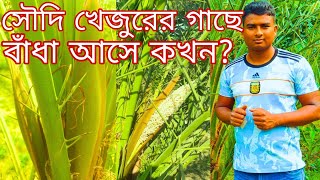 সৌদি খেজুরের বাঁধা আসে কোন সময়?সৌদি খেজুর চাষ পদ্ধতি। Dates Cultivation