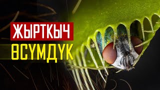 АЛЛАХТЫ ТААНЫТКАН ЖЫРТКЫЧ ӨСҮМДҮК