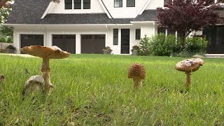 Fungus among us: Rainy weather causing more mushrooms to sprout in Massachusetts