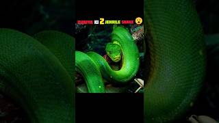 poisonous snake 😮 | #shorts #snake