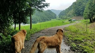 寛ぎたい弟とまだ遊びたい姉のゴールデンレトリバー(里山5)