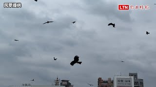 罕見！ 50多隻黑鳶基隆海洋廣場上空覓食 海龜也出沒（民眾提供）