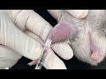 eng cc method of intravenous administration of hamsters