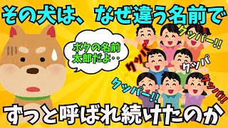 【感動する話】優しい犬は、違う名前で呼ばれ続けた【泣ける話  涙活 ほっこり 面白い話  実話】#犬 #猫 #2ちゃんねる #感動 #2chスレ #2ch