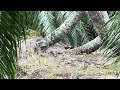 AYAM HUTAN MALAYSIA‼️ PIKAT LAPIS KEBUN