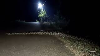 African rock python Snake#🐍🐍