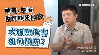 認識天氣炎熱的危害！#貓狗中暑，致死率為何超高？｜寵物家庭醫學