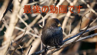 【最後の動画です】ハギマシコを見に行きました！