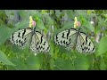 3d 橿原市昆虫館の放蝶温室（butterfly garden @ kashihara city insectarium nara japan）