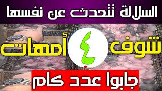 (٦٩)الخير ده كله من أربع أمهات#شوف الأرانب جابت عدد كام 👍👉