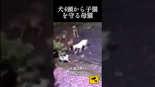 犬4頭に襲われた子猫を守る母猫#cat#kitten #shorts #respect #rescue #猫#犬#子猫