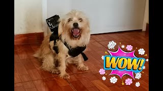 🔵Paseando a 🐩Princesa con su Cámara de Acción  #4k