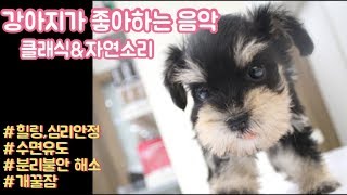 강아지가 좋아하는 음악 (2시간) / 슈나우저