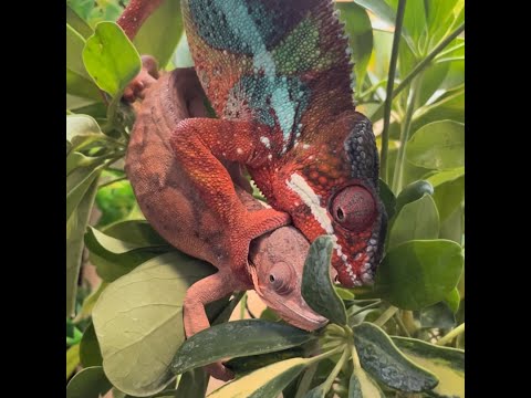 Can you make money breeding panther chameleons?