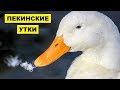 Разведение Пекинских уток как бизнес идея | Пекинская утка