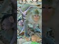 best clip of babette lovely baby so adorable with mum babymonkey babyanimal cute