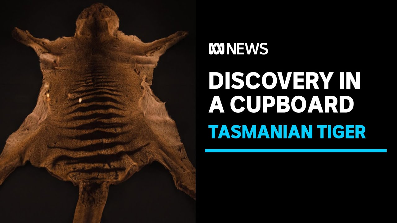 Long-lost Remains Of Last Tasmanian Tiger Were Being Stored In Museum ...