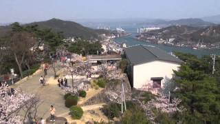 尾道市 千光寺公園の桜　Onomichi Senkoji Cherry blossom