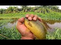 Sadis..!! JACKPOT Nya Sampai Terbang Terbang || Mancing Betok Papuyu