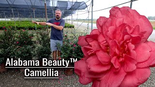 Alabama Beauty™ Camellia - Great Screening Choice