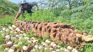 Wow wow amazing! a fisherman pick a lots of duck eggs and snails on the tree stump at field by hand