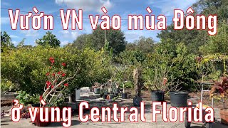 Vườn Vietnam vào mùa Đông ở vùng Central Florida (Vlog 342, Cuộc sống Mỹ)