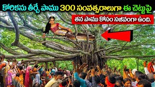 కోరికను తీర్చే పాము 300 సంవత్సరాలుగా ఈ చెట్టుపై తన పాము కోసం సజీవంగా ఉంది||ksk wonders #trending