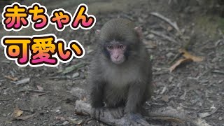 【赤ちゃん・ニホンザル・４K動画】可愛い赤ちゃん　淡路ザル