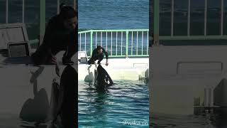 ラビーちゃんと、おどけた匠トレーナーさん、＃鴨川シーワールド、＃シャチ、#orca, #killer whale,  #shorts