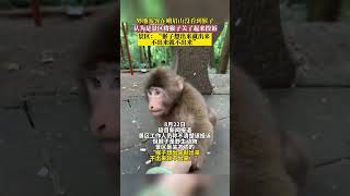 外地游客在峨眉山没看到猴子，认为是景区将猴子关了起来投诉，景区：“猴子想出来就出来 ，不出来就不出来” #峨眉山的猴子 #不想上班 #正能量