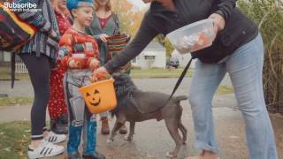 Kids React to a Pit Bull Rescue Dog that was labled "Aggressive"
