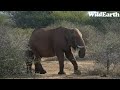 WildEarth - Sunrise Safari -  27 July 2023