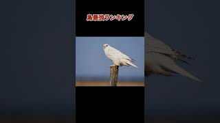 鳥最強ランキング #voicebox #春日部つむぎ #ランキング #動物 #最強