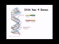 14. DNA strand (structure and function)